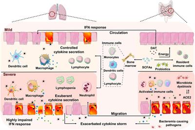 Gastrointestinal Microenvironment and the Gut-Lung Axis in the Immune Responses of Severe COVID-19